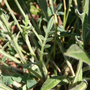 Photographie n°906460 du taxon Knautia arvensis (L.) Coult. [1828]