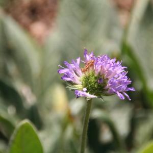 Photographie n°906463 du taxon Knautia arvensis (L.) Coult. [1828]