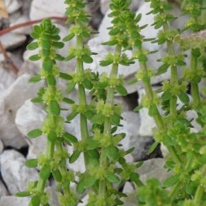 Photographie n°907063 du taxon Valantia muralis L. [1753]