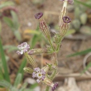 Photographie n°907070 du taxon Silene nicaeensis All. [1773]