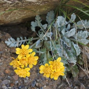 Photographie n°907085 du taxon Senecio incanus L. [1753]