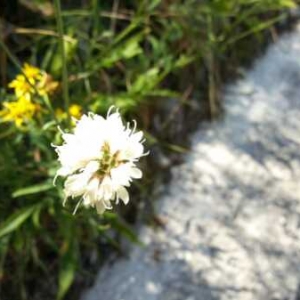 Photographie n°907608 du taxon Cephalaria leucantha (L.) Schrad. ex Roem. & Schult. [1818]