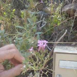 Photographie n°907612 du taxon Centranthus ruber (L.) DC. [1805]