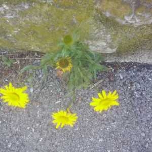 Photographie n°907614 du taxon Tragopogon pratensis L. [1753]