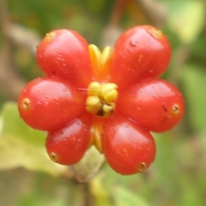 Photographie n°908023 du taxon Lonicera periclymenum L. [1753]