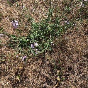 Photographie n°908419 du taxon Verbena officinalis L. [1753]