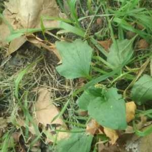 Photographie n°908564 du taxon Plantago major L.