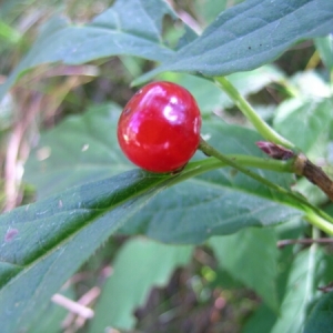 Photographie n°908629 du taxon Lonicera alpigena L. [1753]