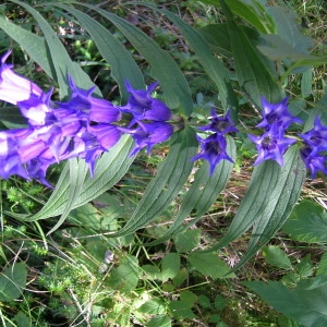 Photographie n°908719 du taxon Gentiana asclepiadea L. [1753]