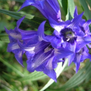 Photographie n°908720 du taxon Gentiana asclepiadea L. [1753]