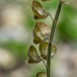 Photographie n°908910 du taxon Scutellaria altissima L. [1753]