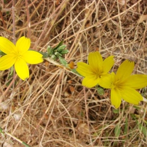 Photographie n°910210 du taxon Lactuca viminea (L.) J.Presl & C.Presl [1819]