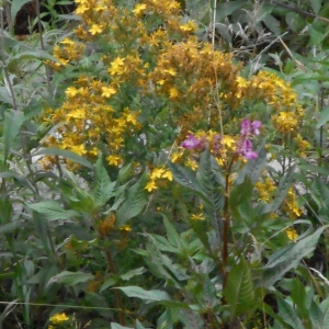 Photographie n°910608 du taxon Hypericum perforatum L. [1753]