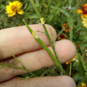 Photographie n°911443 du taxon Sinapis arvensis L. [1753]