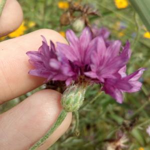 Photographie n°911457 du taxon Cyanus segetum Hill [1762]