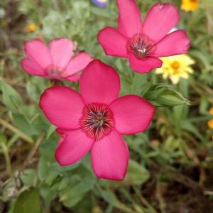 Photographie n°911461 du taxon Linum L. [1753]