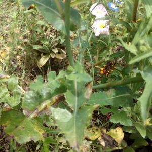 Photographie n°911465 du taxon Sonchus oleraceus L. [1753]