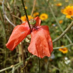 Photographie n°911466 du taxon Papaver rhoeas L.