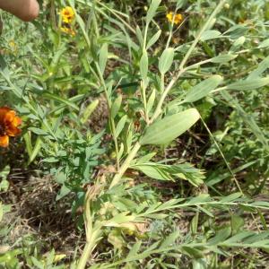 Photographie n°911473 du taxon Linum L. [1753]