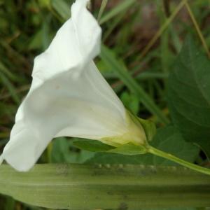 Photographie n°911502 du taxon Convolvulus sepium L. [1753]