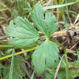 Photographie n°911508 du taxon Ranunculus repens L. [1753]