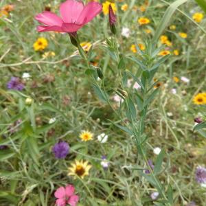 Photographie n°911523 du taxon Linum L. [1753]