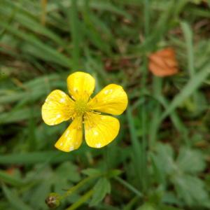 Photographie n°911579 du taxon Ranunculus acris L. [1753]