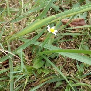 Photographie n°911587 du taxon Bellis perennis L. [1753]