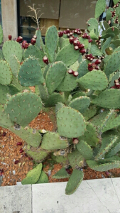 Christophe Tzicuris, le 31 août 2016