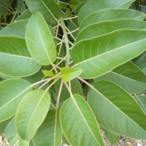 Photographie n°912584 du taxon Phytolacca dioica L. [1762]