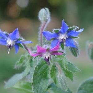  - Borago officinalis L. [1753]