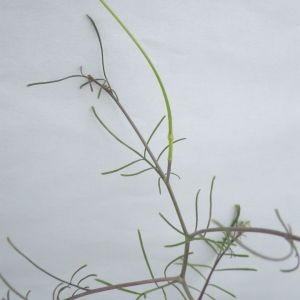 Photographie n°913578 du taxon Sisymbrium altissimum L. [1753]