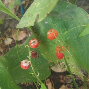 Photographie n°913746 du taxon Convallaria majalis L. [1753]