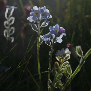 Photographie n°913820 du taxon Myosotis alpestris F.W.Schmidt [1794]