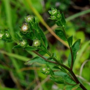 Photographie n°913840 du taxon Aster amellus L. [1753]