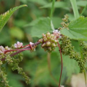 Photographie n°914049 du taxon Cuscuta europaea L. [1753]