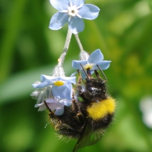 Myosotis sp.