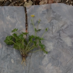 Photographie n°915025 du taxon Ranunculus repens L. [1753]