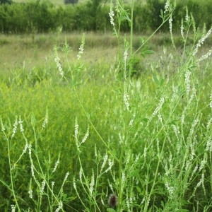 Photographie n°915529 du taxon Melilotus albus Medik.