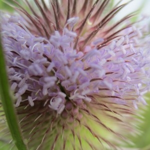 Photographie n°915532 du taxon Dipsacus fullonum L.