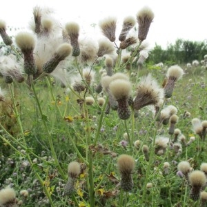 Photographie n°915535 du taxon Cirsium arvense (L.) Scop.