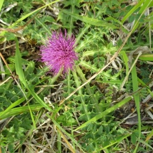 Photographie n°915537 du taxon Cirsium acaulon (L.) Scop.