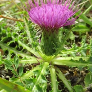 Photographie n°915543 du taxon Cirsium acaulon (L.) Scop.