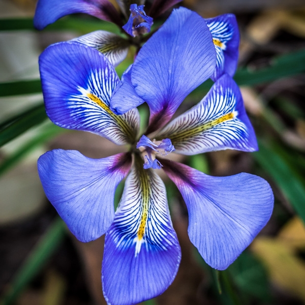 Iris unguicularis Poir. [1789] [nn35990] par Denis Nespoulous le 13/12/2011 - Montpellier