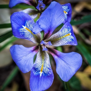  - Iris unguicularis Poir. [1789]