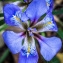 Iris unguicularis Poir. [1789] [nn35990] par Denis Nespoulous le 13/12/2011 - Montpellier