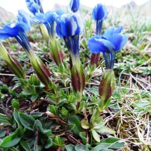 Photographie n°916179 du taxon Gentiana verna subsp. verna 