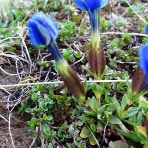 Photographie n°916183 du taxon Gentiana verna subsp. verna 