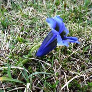 Photographie n°916186 du taxon Gentiana verna subsp. verna 