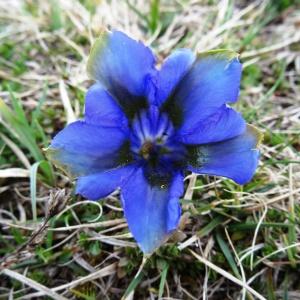 Photographie n°916189 du taxon Gentiana verna subsp. verna 